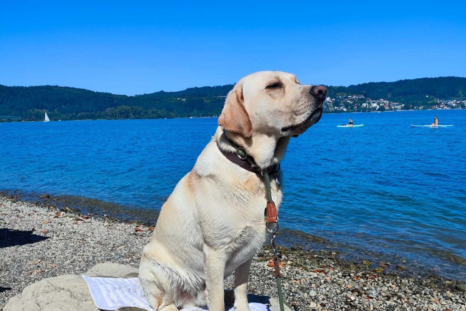Camping with Dogs in Bavaria - Campingleitsystem Bayern