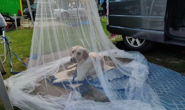 Beschreibung des Bildes