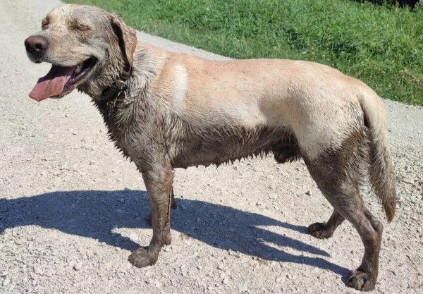 Beschreibung des Bildes