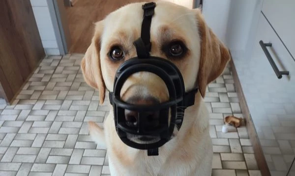 Beschreibung des Bildes