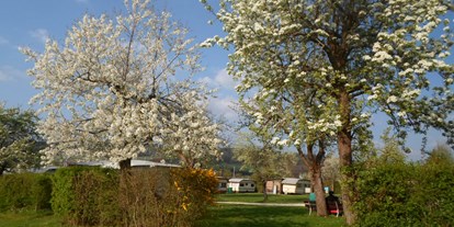 Campingplätze - Separater Gruppen- und Jugendstellplatz - Deutschland - die Obstbaumblüte - Apfel -u. Birnbäume -
im Frühjahr - Camping Bergesruh