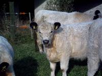 Campingplätze - Indoor-Spielmöglichkeiten - Leipheim - Campingplatz Schwarzfelder Hof