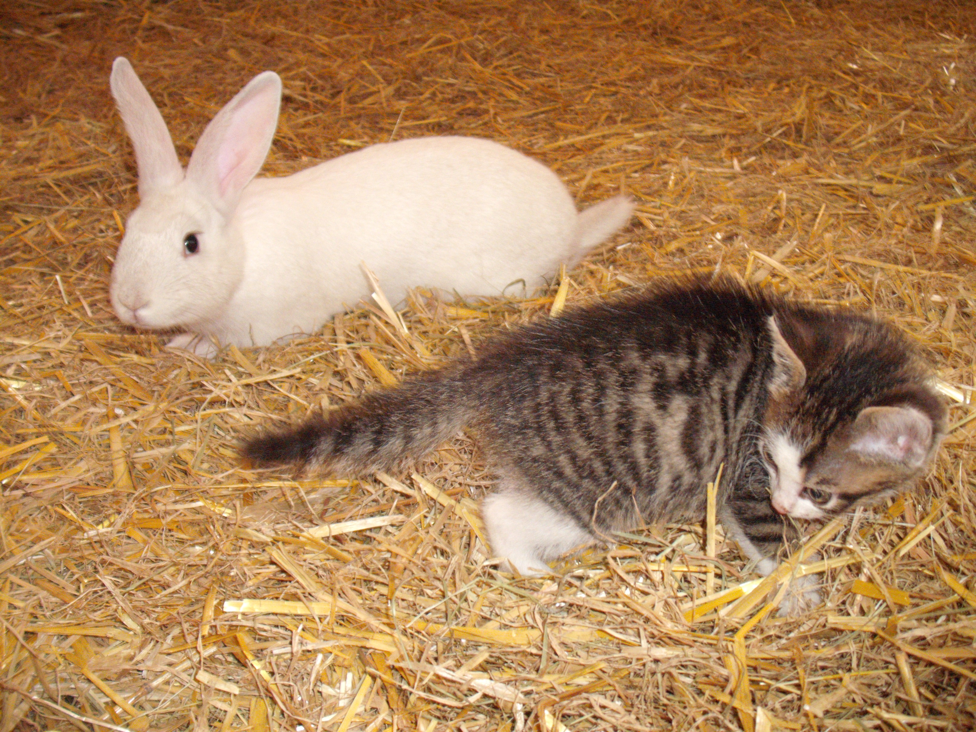 Campingplatz: Campingplatz Schwarzfelder Hof