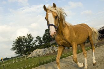 Campingplatz: Campingplatz Schwarzfelder Hof
