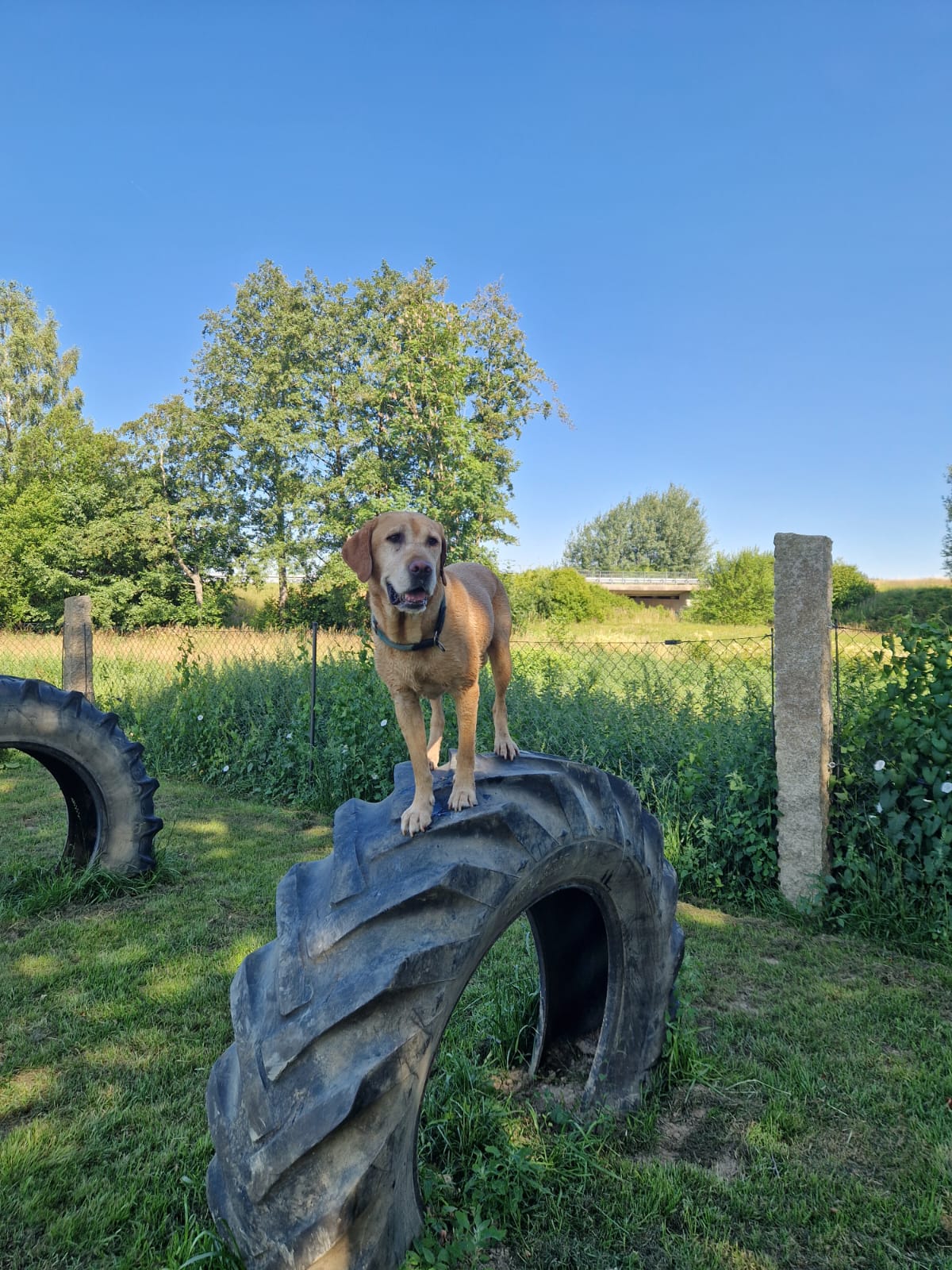 Campingplatz: Hundespielplatz - Fichtelpark