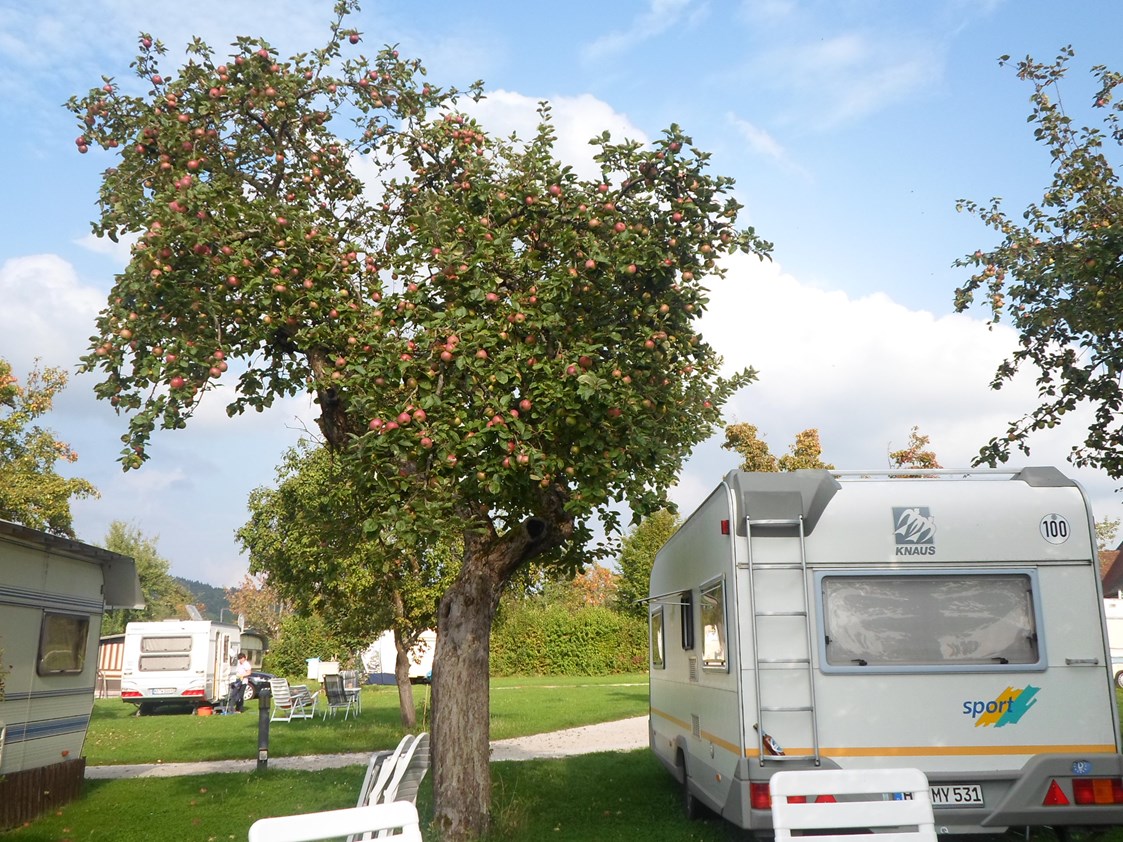 Campingplatz: Im Herbst ist das Sammeln von Obst von unseren alten Obstbäume möglich - Camping Bergesruh