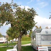 Campingplatz - Im Herbst ist das Sammeln von Obst von unseren alten Obstbäume möglich - Camping Bergesruh