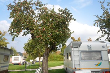 Campingplatz: Im Herbst ist das Sammeln von Obst von unseren alten Obstbäume möglich - Camping Bergesruh