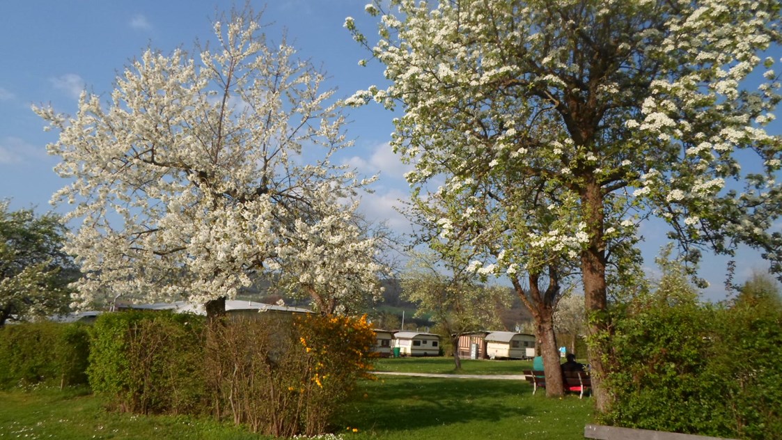 Campingplatz: die Obstbaumblüte - Apfel -u. Birnbäume -
im Frühjahr - Camping Bergesruh