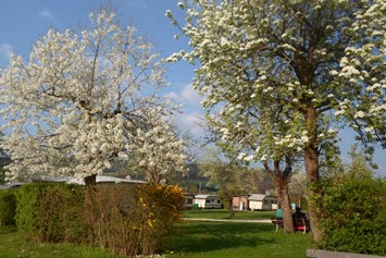 Campingplatz: die Obstbaumblüte - Apfel -u. Birnbäume -
im Frühjahr - Camping Bergesruh