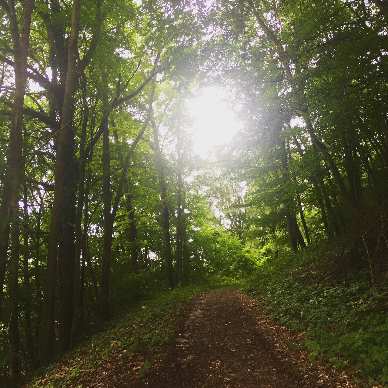 Campingplatz: Waldspaziergang, hinter dem Campingplatz Tauberromantik - Camping Tauberromantik
