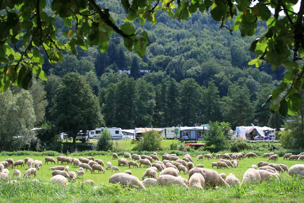 Campingplatz Saaleinsel Gemnden | Campingplatz in Bayern