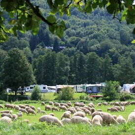 Campingplatz: Campingplatz Saaleinsel Gemünden