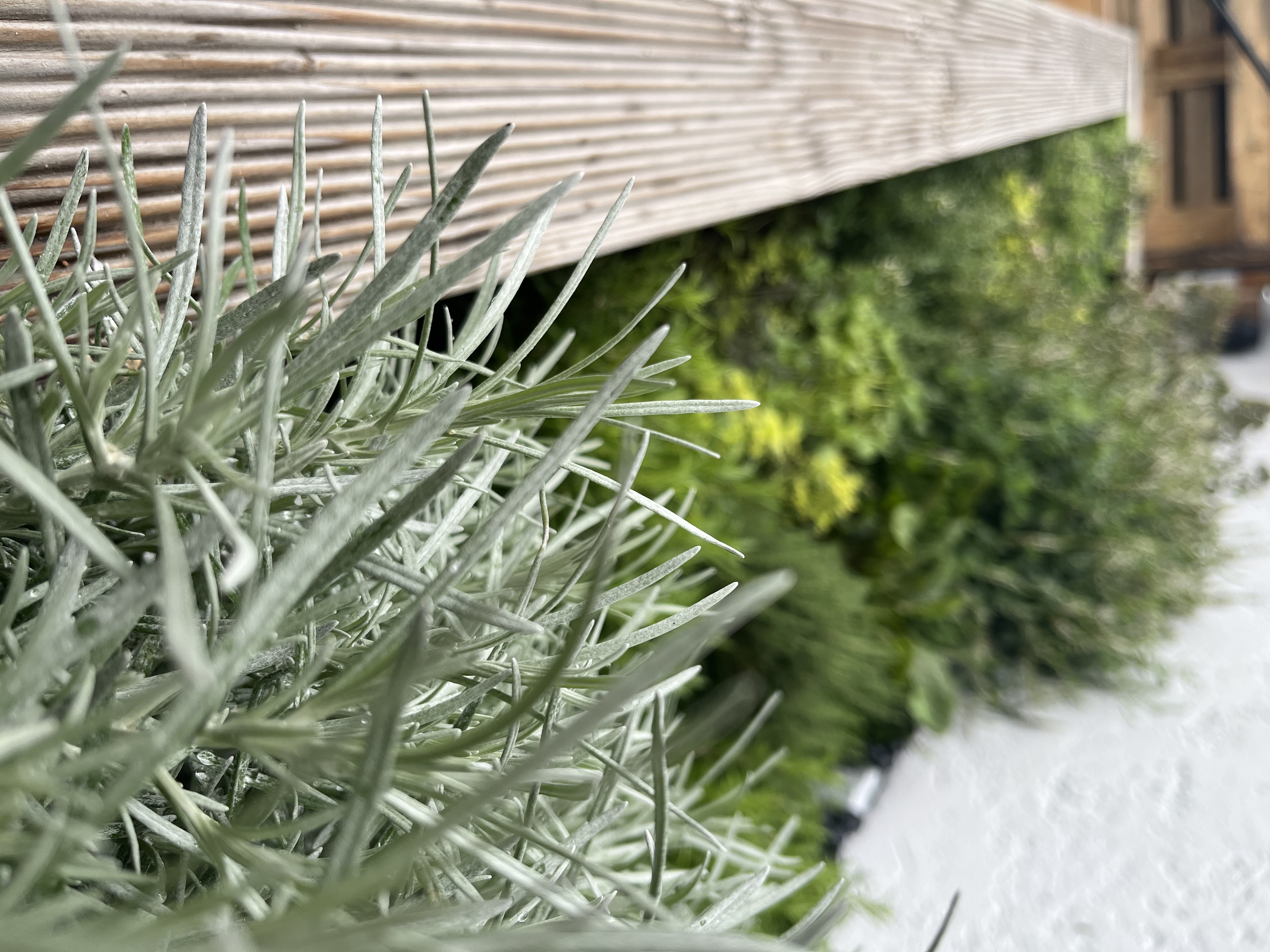 Campingplatz: Kräutergarten für Feinschmecker und Campingköche - Hammersee Camping